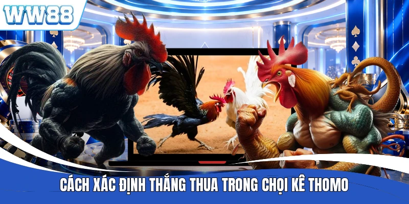 Cách xác định thắng thua trong chọi kê Thomo