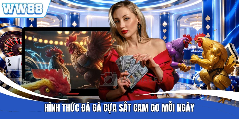 Hình thức đá gà cựa sắt cam go mỗi ngày