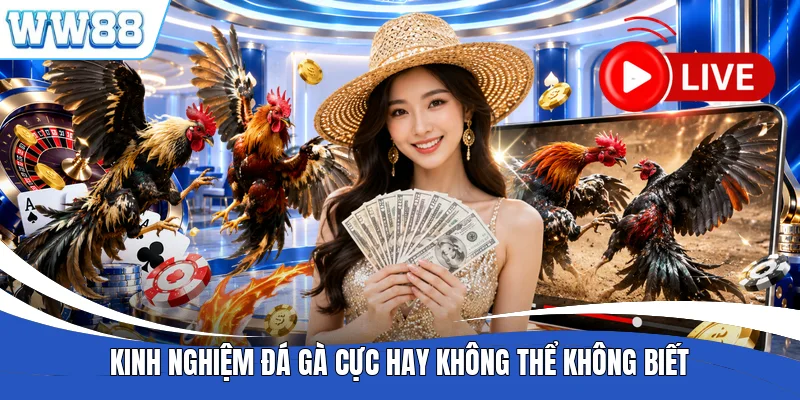 Kinh nghiệm đá gà cực hay không thể không biết